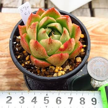 多肉植物　C’est ci bon【Fine農場】　韓国苗 多肉植物 C'est ci bon【Fine農場】 韓国苗